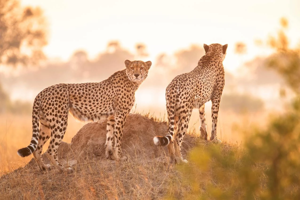 Zimbabwe Photo Safaris | Wild Adventures Await You